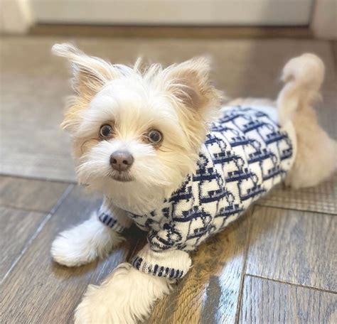 dior puppy sweater|purrfect Dior dog.